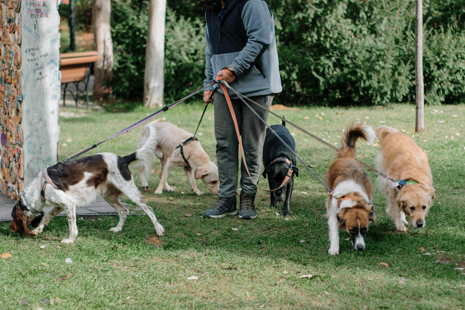 Man Walking Five Dogs on Leashes